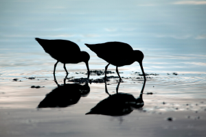 Suncoast Sandpipers Volkssport banner image